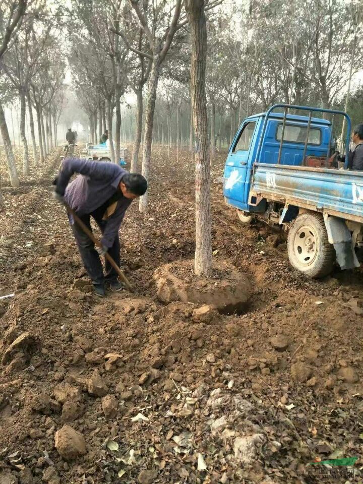 河北定州大規(guī)格精品欒樹價格堅挺